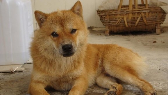 土狗寿命