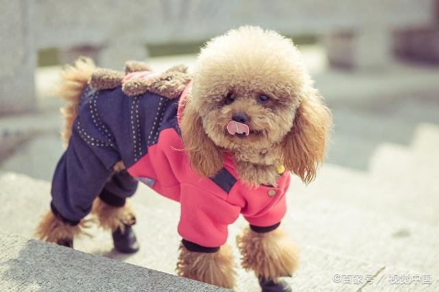 泰迪犬为什么有一个“泰日天”的外号?