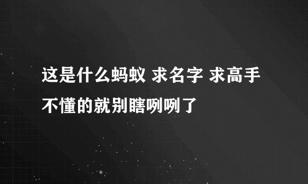 这是什么蚂蚁 求名字 求高手 不懂的就别瞎咧咧了