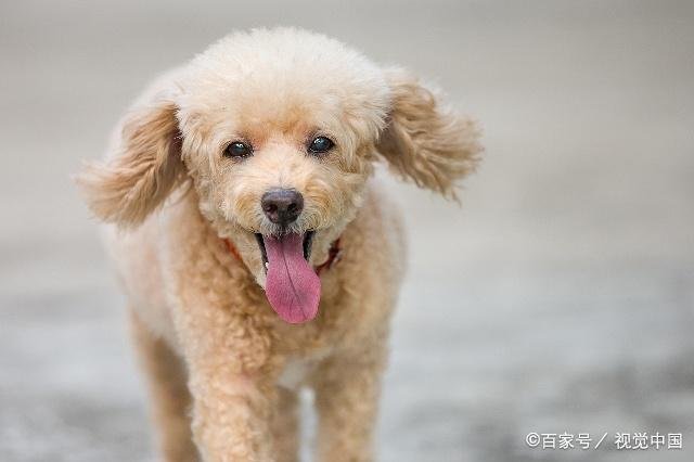泰迪犬为什么有一个“泰日天”的外号?