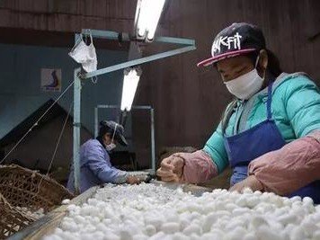 蚕茧怎么做成蚕丝被
