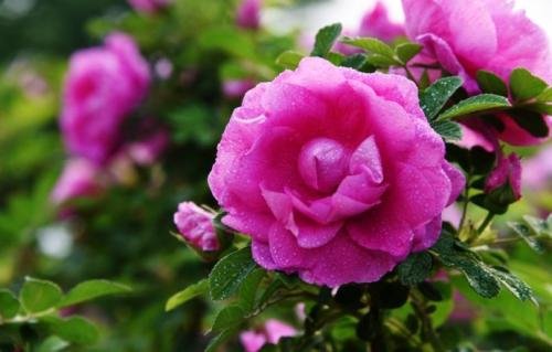 玫瑰花的各种名字有哪些？