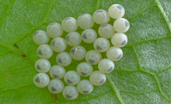 毛毛虫怎样蜕变成蝶的