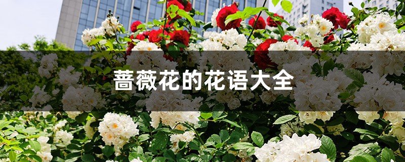 红蔷薇花语