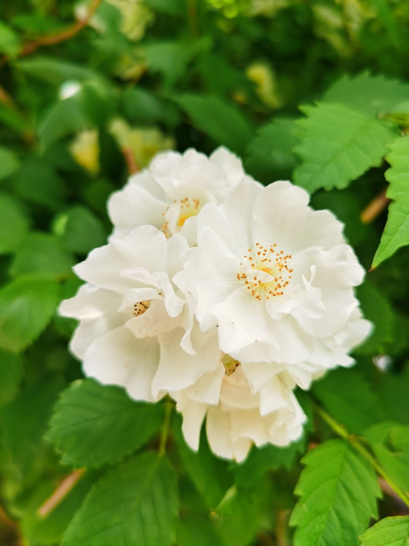 红蔷薇花语