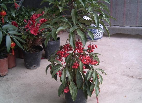 腰缠万贯花叶子黄了怎么办？