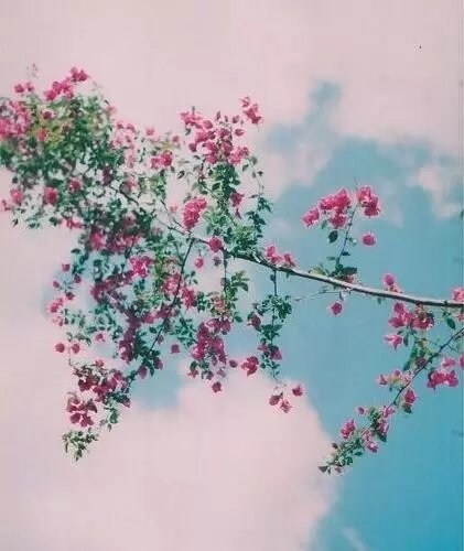 芈月的爹是谁？