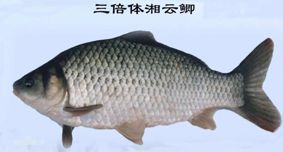 工程鲫和普通鲫鱼（土鲫）有什么区别？