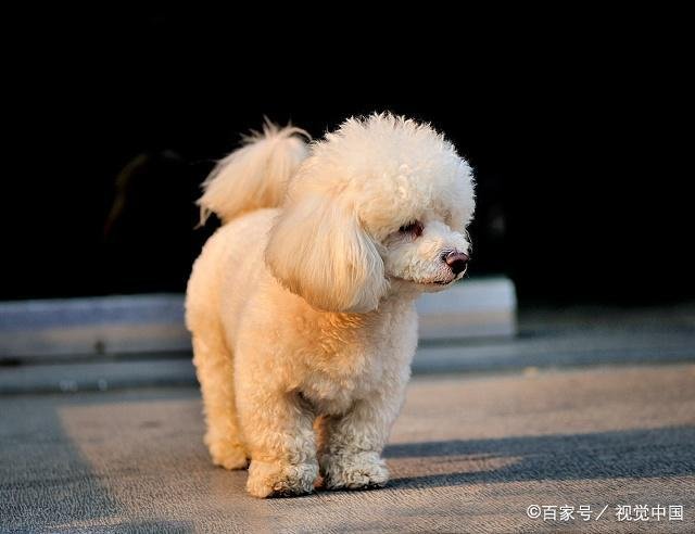 泰迪犬为什么有一个“泰日天”的外号?