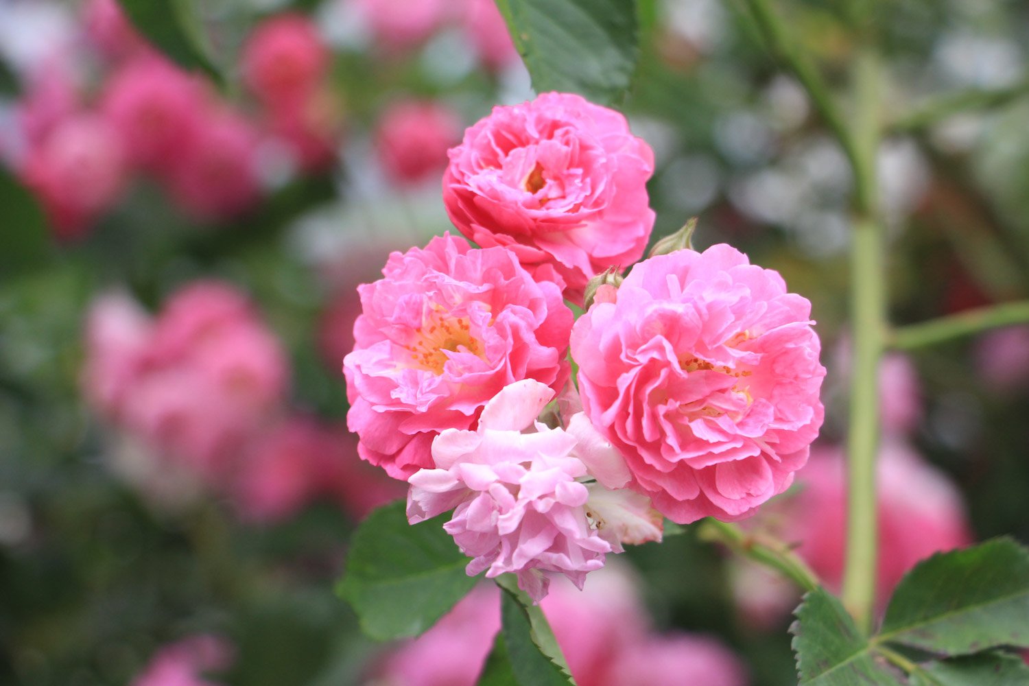 红蔷薇花语