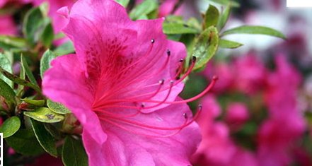 杜鹃花一年开几次花，一次约多长时间？