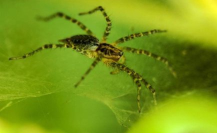 昆虫记23章每一章内容概括