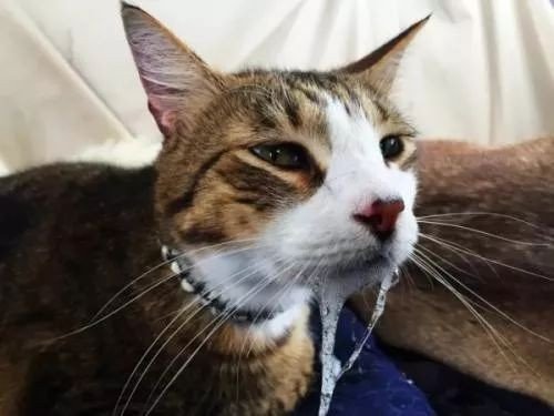 猫咪吃了驱虫药后能洗澡么