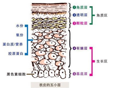 皮肤作为身体的最大器官,都分为哪5层,每层分别有什么作用?