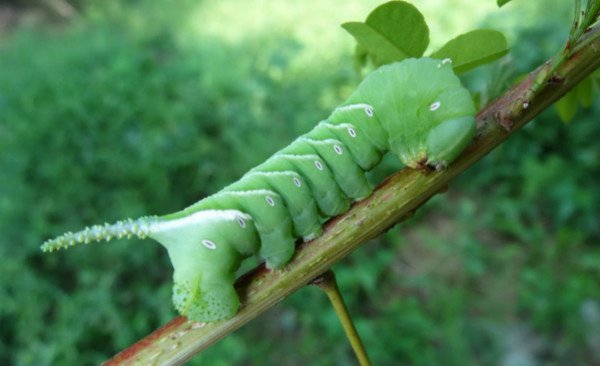毛毛虫怎样蜕变成蝶的