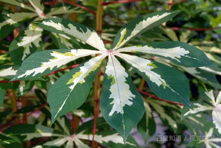 木薯粉条与红薯粉条的区别