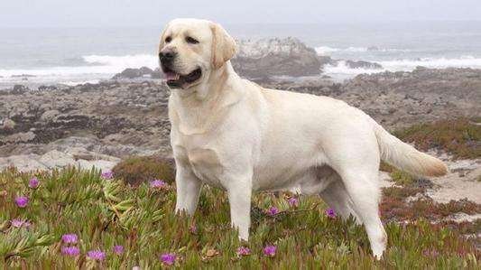 拉布拉多犬有多聪明？相当于几岁小孩的智商、》？