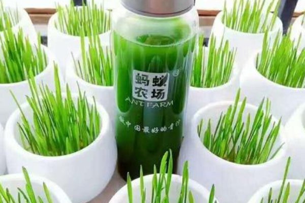 蚂蚁农场大麦若叶青汁吃了后有什么功效呢？