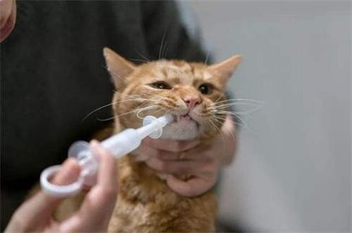 猫咪吃了驱虫药后能洗澡么