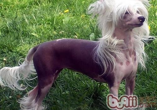 冠毛犬现在的价格是多少钱??