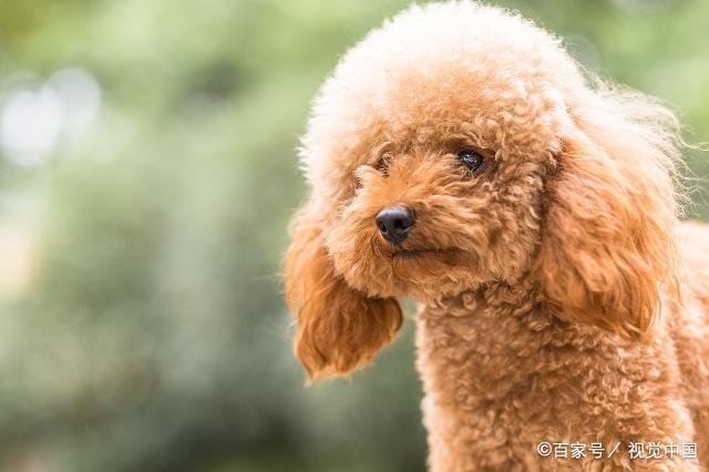泰迪犬为什么有一个“泰日天”的外号?