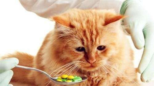 猫咪吃了驱虫药后能洗澡么