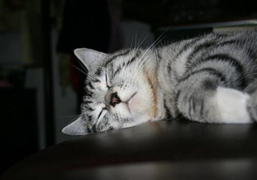 猫咪吃了驱虫药后能洗澡么
