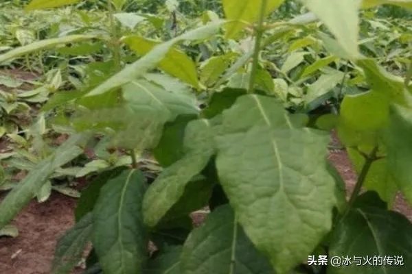 腊梅种子怎么种植?