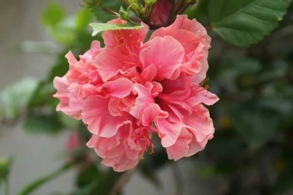 成都的市花