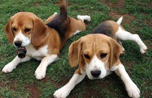 十大名犬分别是哪些品种的?