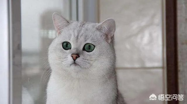 异短吃什么会变重,异短吃什么补充营养?