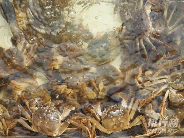 昆山阳澄湖大闸蟹第一品牌_昆山阳澄湖大闸蟹攻略