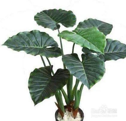 霸王芋