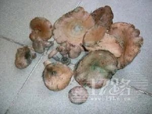 山东常见野生食用蘑菇