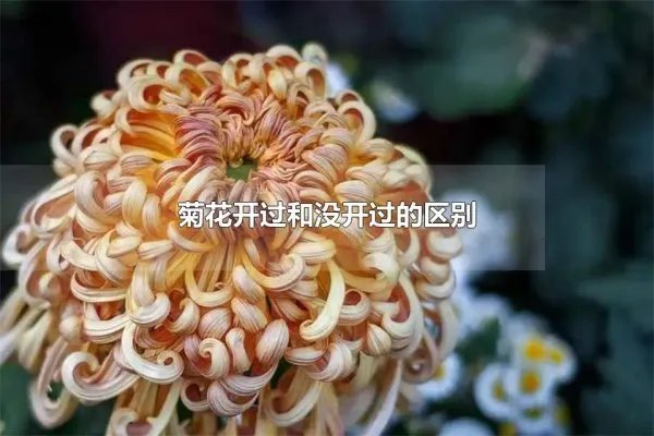菊花开过和没开过的区别 菊花开在什么季节