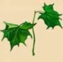 谁有中草药名称和图片大全