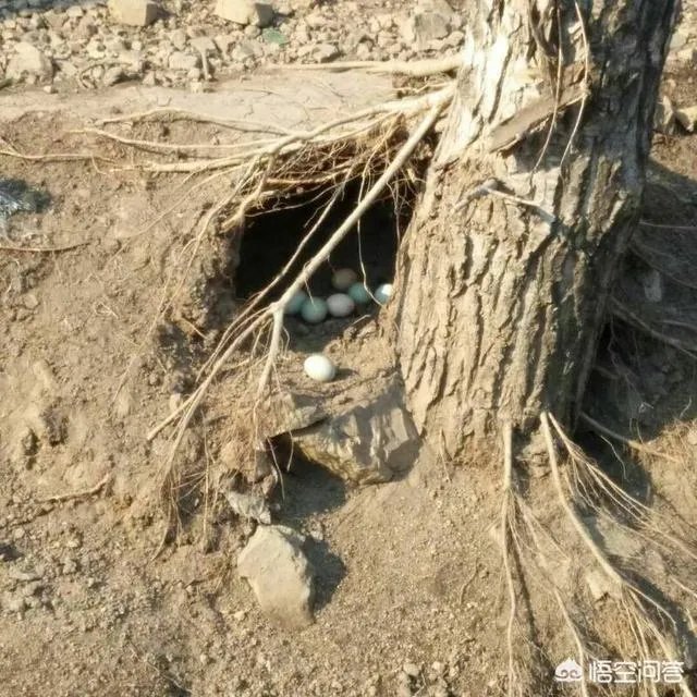 养绿壳蛋鸡有前景吗？有什么好建议？