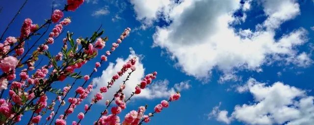 春光美歌词 春光美歌词欣赏