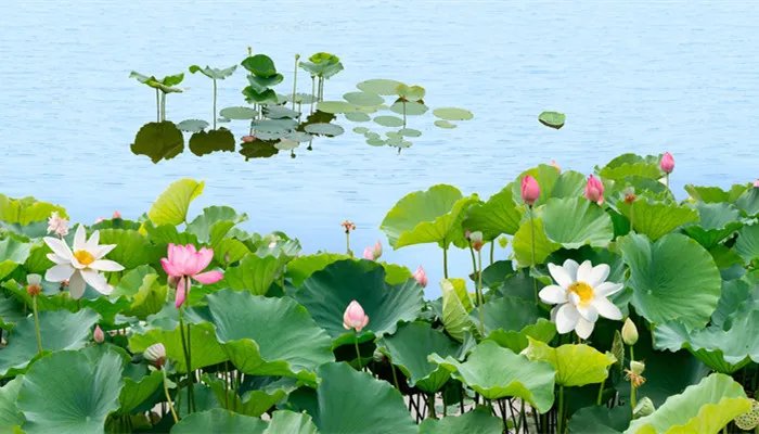 四面荷花三面柳一城山色半城湖全诗