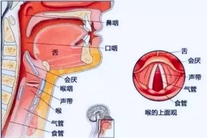 人体喉咙结构图
