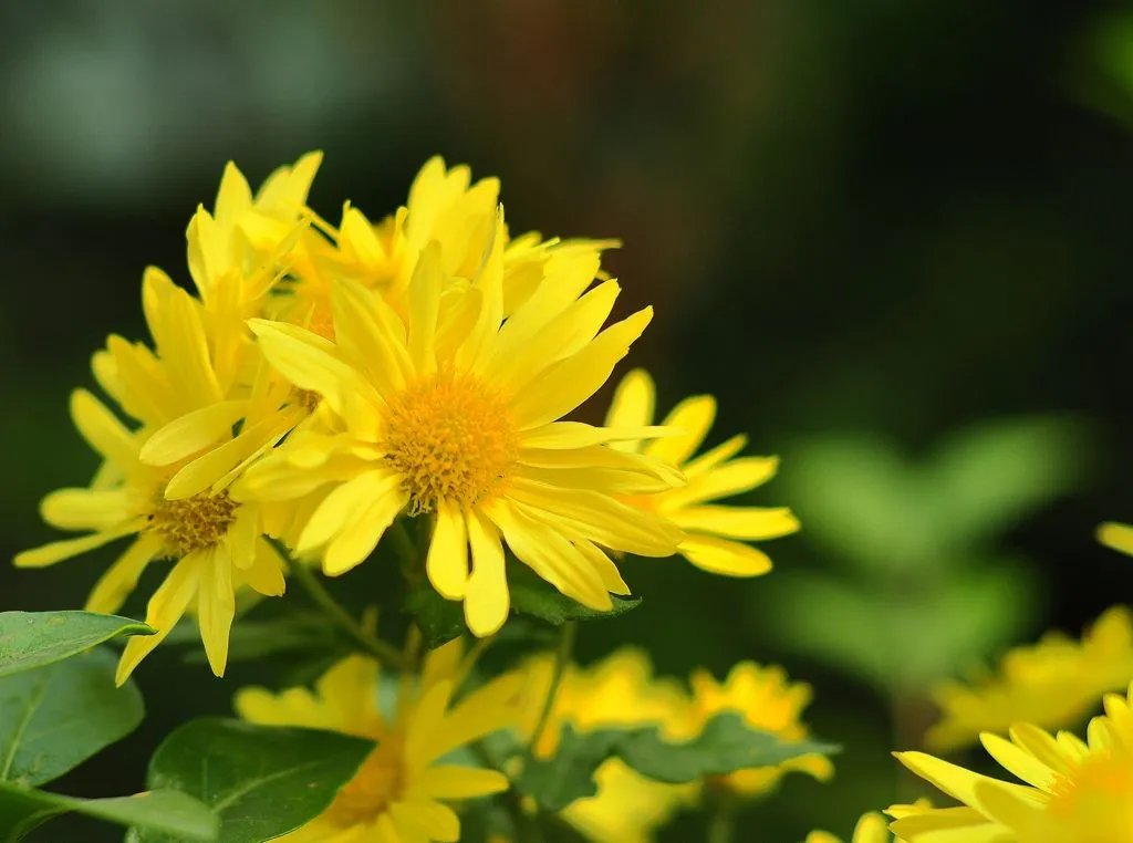 水菊