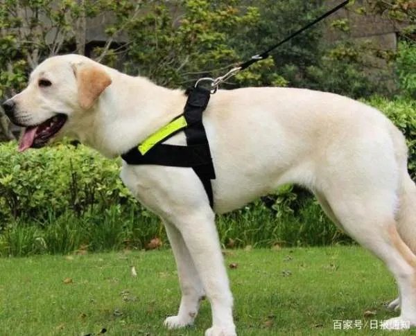拉布拉多寻回犬和拉布拉多猎犬，两者到底有什么区别？