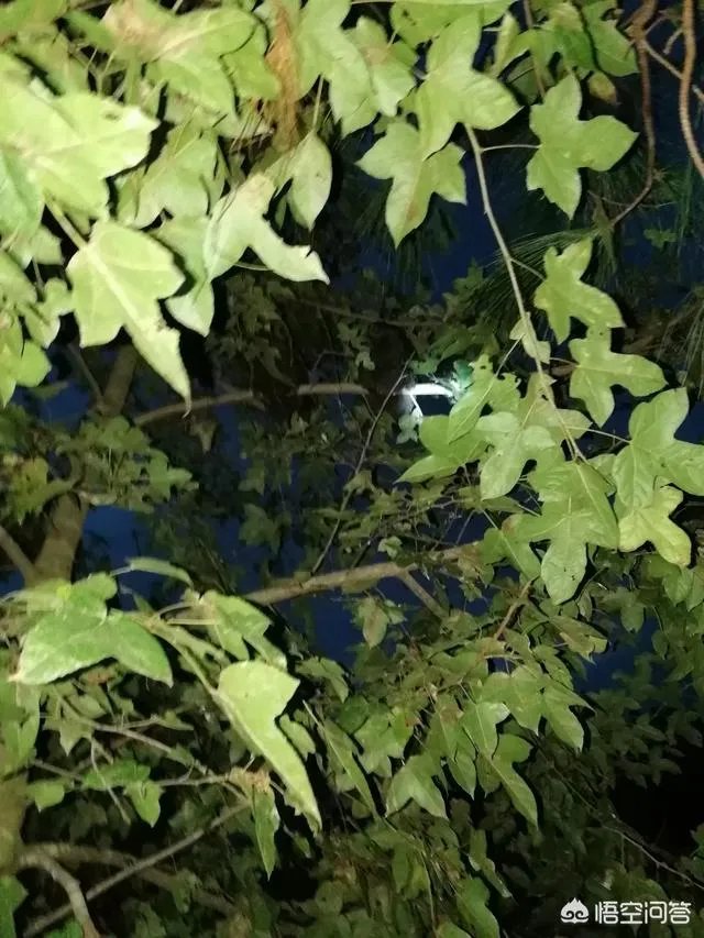 养绿壳蛋鸡有前景吗？有什么好建议？