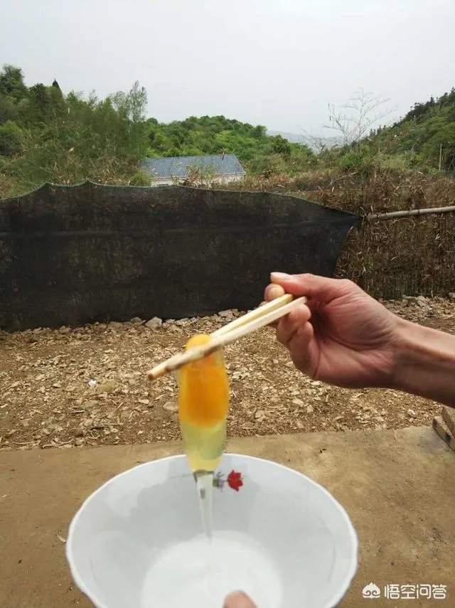 养绿壳蛋鸡有前景吗？有什么好建议？