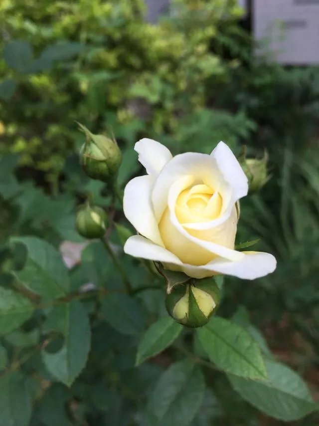 为什么很多人都说“千万不要买宿迁的花”?