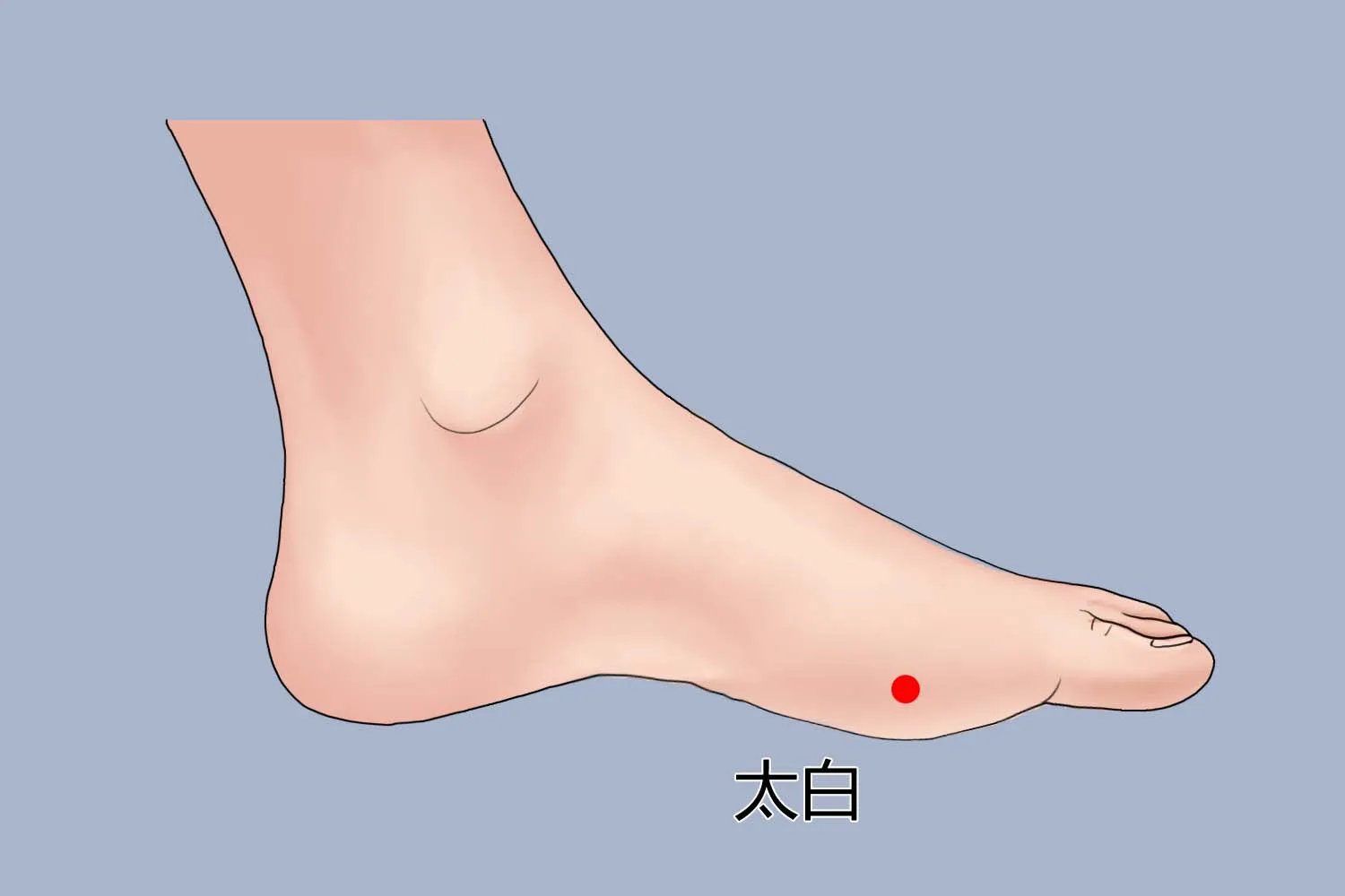 太白的准确位置图片及功效