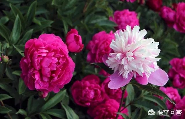 芍药春天怎么养?