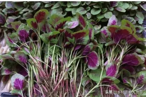 苋菜种植时间和方法？