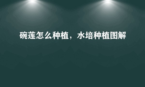 碗莲怎么种植，水培种植图解