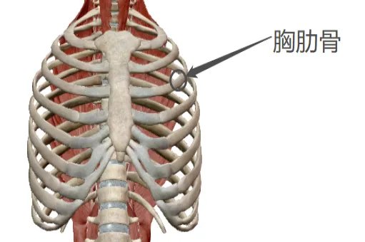 胸肋骨在哪个位置图
